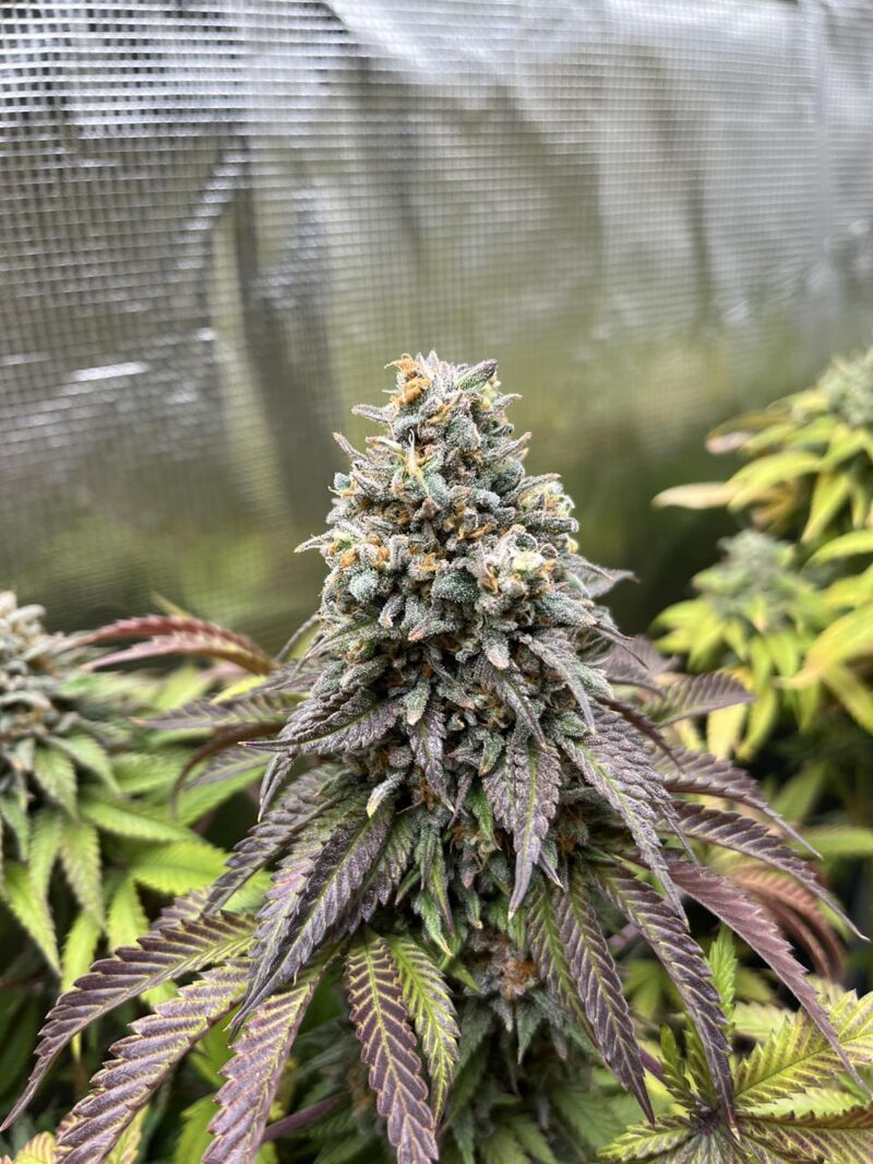 Lemonpaya, Фасовка: 10, изображение 5